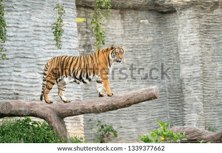 bengal tiger in zoo (Panthera tigris)