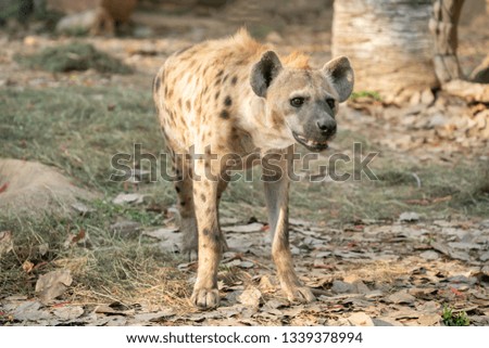 spotted hyena (Crocuta crocuta) in captive environment
