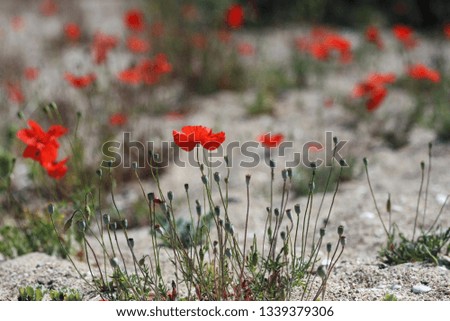 Red poppies flowers blooming in the field