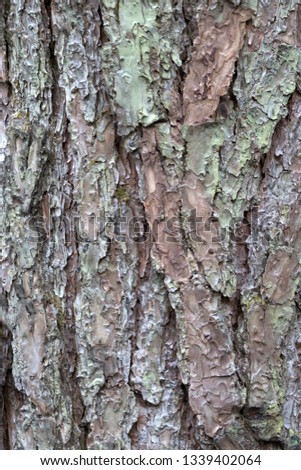 Tree bark background texture, nature epattern of Pine