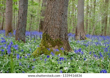 Wild flowers in the blue forest 