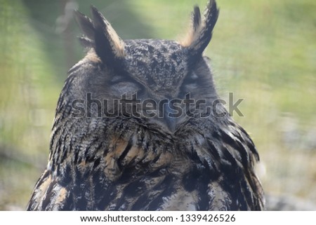 Portrait of a brown owl in a park in Germany