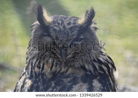 Portrait of a brown owl in a park in Germany