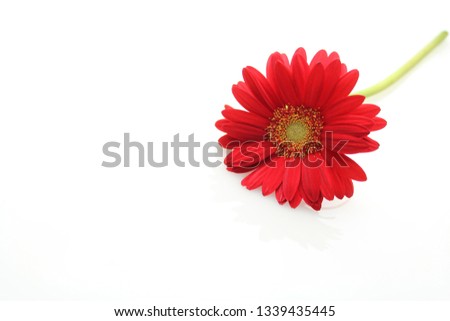Red gerbera  flower on white background