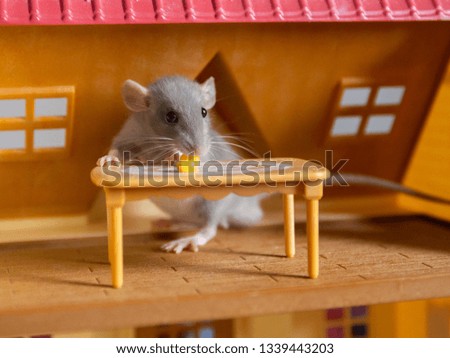 Portrait of a funny little decorative rat in a toy house