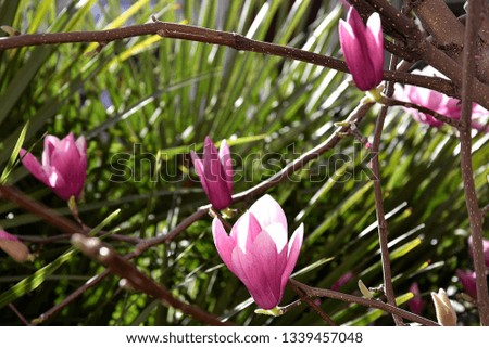 pink magnolia at the background of green palms