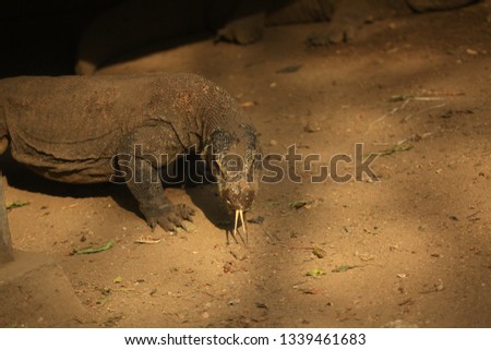 a komodo sticks out its tongue when it comes out of the shadow of the house. on Rinca Komodo island every afternoon you usually gather under the house