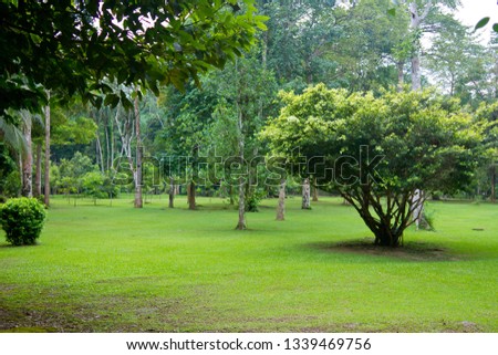 Beautiful lush green lawn in a tropical park