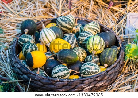 various types of pumpkins forms color stripes orange green straw still life
 
