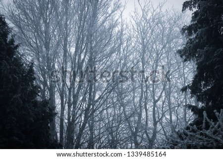 foggy winter trees