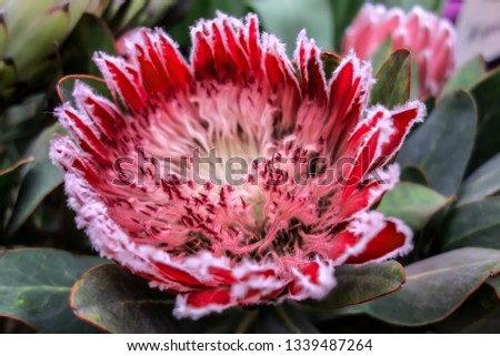 This genus was named by Carl Linnaeus, the father of taxonomy, in 1735. It was named after Proteus, a Greek god. Beautiful flower arrangements can be made using protea.
