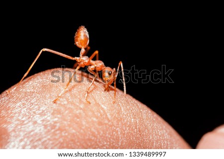 Red ants on the fingers