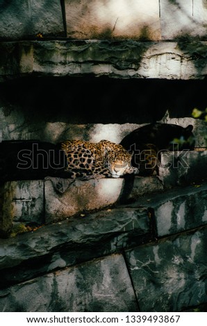 Jaguar portrait on dark background. Big cat lying image - Panthera onca