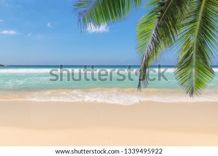 Paradise beach. Sunny beach with palm and turquoise sea.  