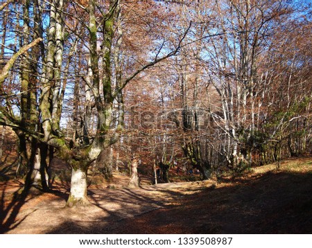 Autumn forest scenery in the natural park of Gorbea, Bizkaia, Spain - Image