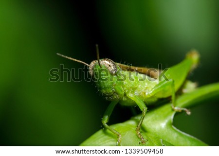 Grasshopper on the leaves