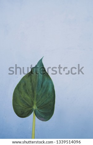 small green leave on the concrete background.close up.space for text