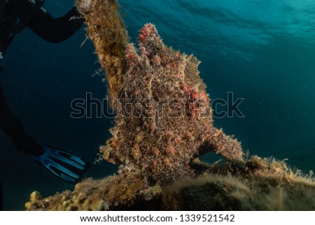Commerson's Frogfish in the Red Sea Colorful and beautiful, Eilat Israel