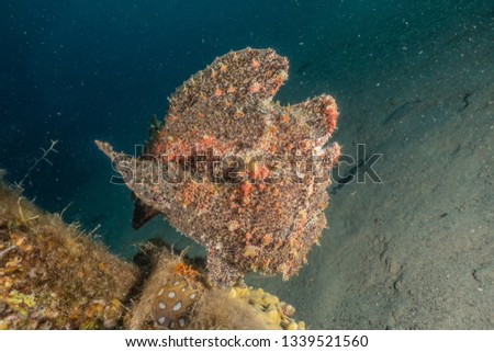 Commerson's Frogfish in the Red Sea Colorful and beautiful, Eilat Israel