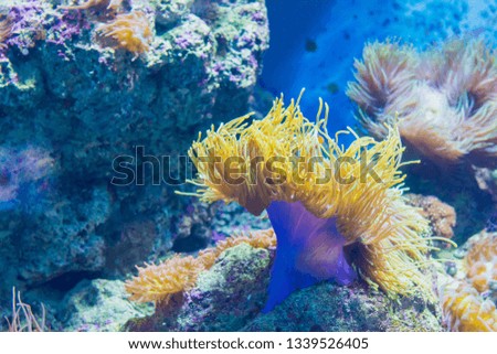 Beautiful sea flower in underwater world with corals and fish , Underwater scene.- Image