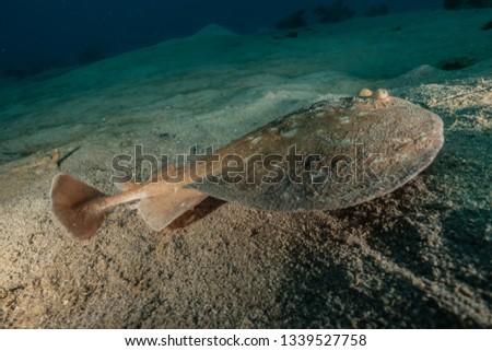 Torpedo sinuspersici On the seabed  in the Red Sea, israel Royalty-Free Stock Photo #1339527758