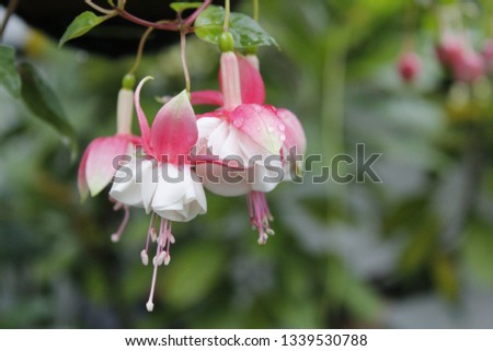Pink Hanging Flowers