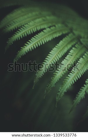 fern leaves.close up.space for text.