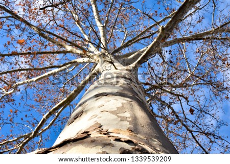 bottom top photo throughout the log of a a maple tree to many branches almost without leaves open to the blue sky with little small clouds in the winter season.