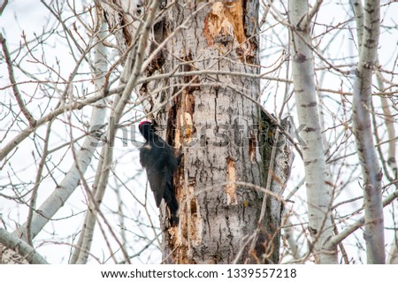 woodpecker sitting on the tree and produces his own food