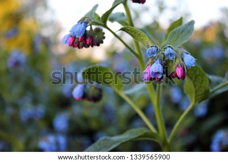 Comfrey comfrey flower, Symphytum officinale, is used in organic medicine against a background of green grass. beautiful bokeh Royalty-Free Stock Photo #1339565900