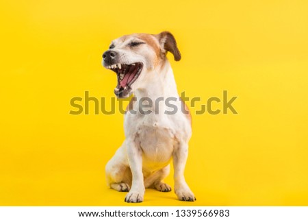 Cool dog with an open mouth screams turned away in disgust judging emotions. Yellow bright background