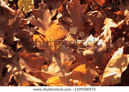 Autumn fall leaves in nice sunlight