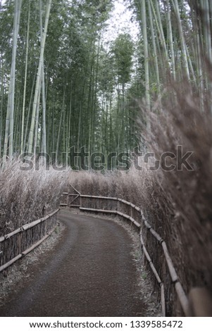 Forest of bamboo beautiful in kyoto japan