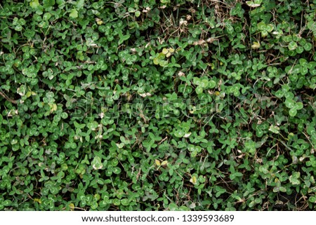 green grass texture nature background 