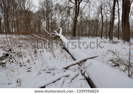 Snow in a forest in France