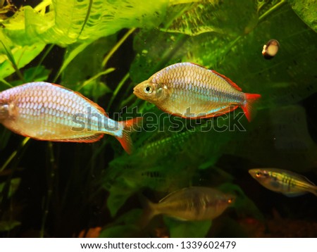 Aquarium fishes among water plants