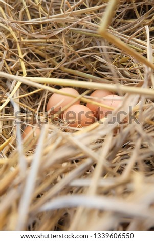 egg in rice straw