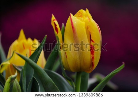 Close-up of red-yellow tulip flower in the spring garden. Macro photography of nature.