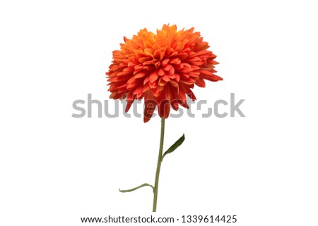 Orange chrysanthemum flower isolated on white background. Creative autumn concept. Floral pattern, object. Flat lay, top view