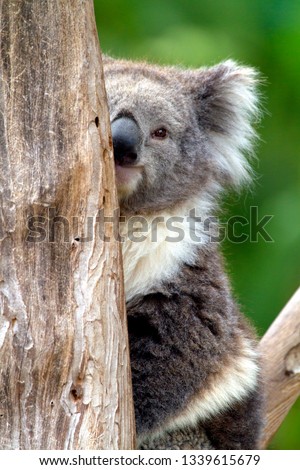 Koala,  (Phascolarctos cinereus), Kangaroo Island, South Australia, Australia.