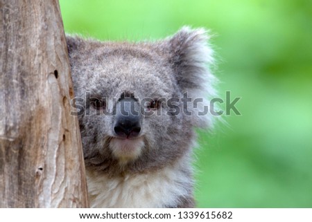 Koala,  (Phascolarctos cinereus), Kangaroo Island, South Australia, Australia.