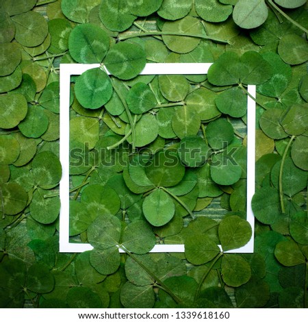 Green leaves of clover and paper frame. Top view. Flat lay