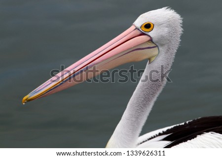 Australian Pelican (Pelecanus conspicillatus),  American River, Kangarro Island, South Australia, Australia.