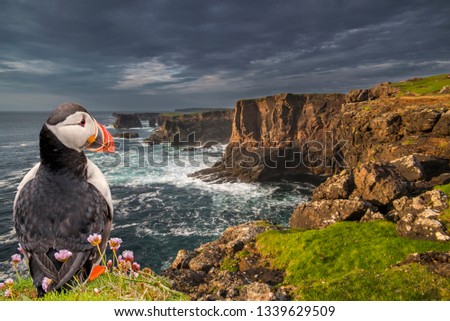 Puffin (Fratercula arctica) at Eshaness / Esha Ness at sunset and approaching dark storm clouds in Northmavine, Shetland Islands, Scotland, UK Royalty-Free Stock Photo #1339629509