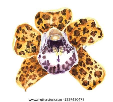 
Exotic Tropical Flowers on a Transparent Background. Animal Print. Texture skin