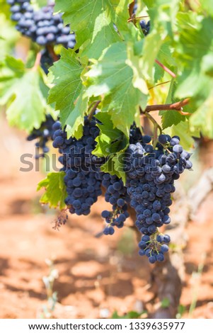 The branch of a vine with bunches of ripe grapes. Primitivo is a dark-skinned grape known for producing inky, tannic wines, particularly Primitivo of Manduria and its naturally sweet variant.
