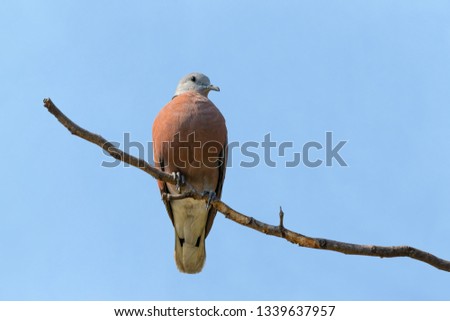 Red Collared Dove, Red Turtle Dove or Streptopelia tranquebarica, red bird perching on branch with blue sky background in Thailand.
