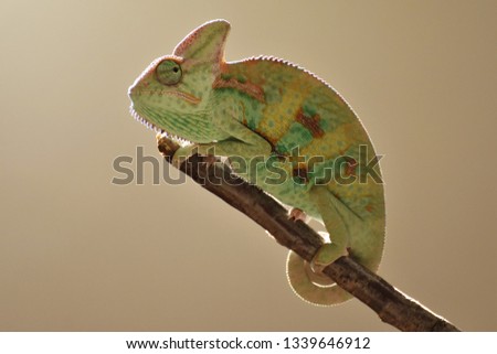Young green chameleon on the twig isolated on the gray background