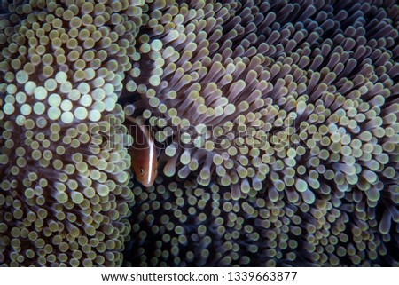 A young Orange anemonefish, Amphiprion sandaracinos, swims among the tentacles of its host anemone on a reef in Papua New Guinea. 