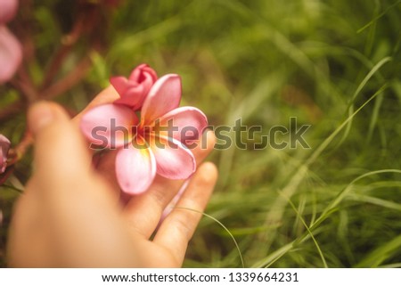 Beautiful photo of woman's hand with tender pink frangipani flowers in green grass of tropical garden in Bali